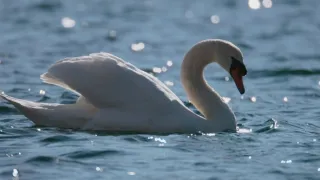 V divočině tam to žije