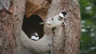 V divočině tam to žije