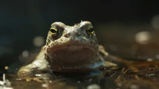 V divočině tam to žije