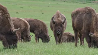 Zvieracia demokracia (2/2)