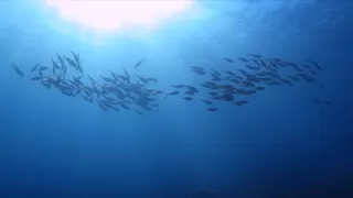 Zvieracia demokracia (2/2)