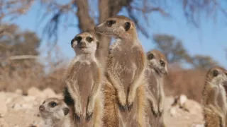 Zvieracia demokracia (2/2)