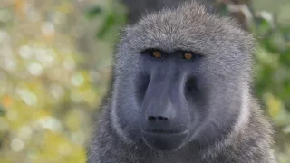 Zvieracia demokracia (2/2)