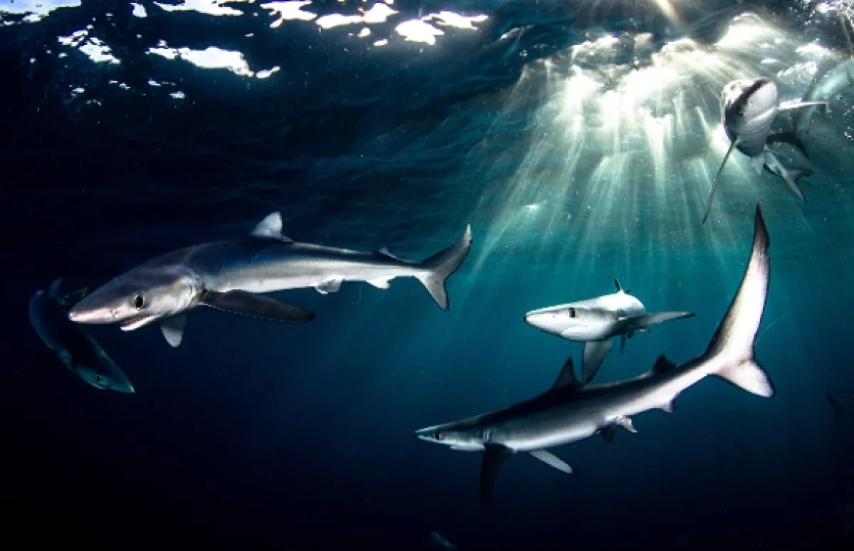 Velká žraločí hostina (Great Shark Chow Down), 2019 - fotogaléria
