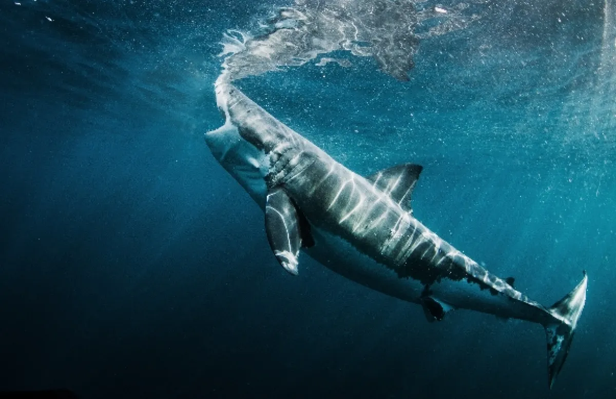 Velká žraločí hostina (Great Shark Chow Down), 2019 - fotogaléria