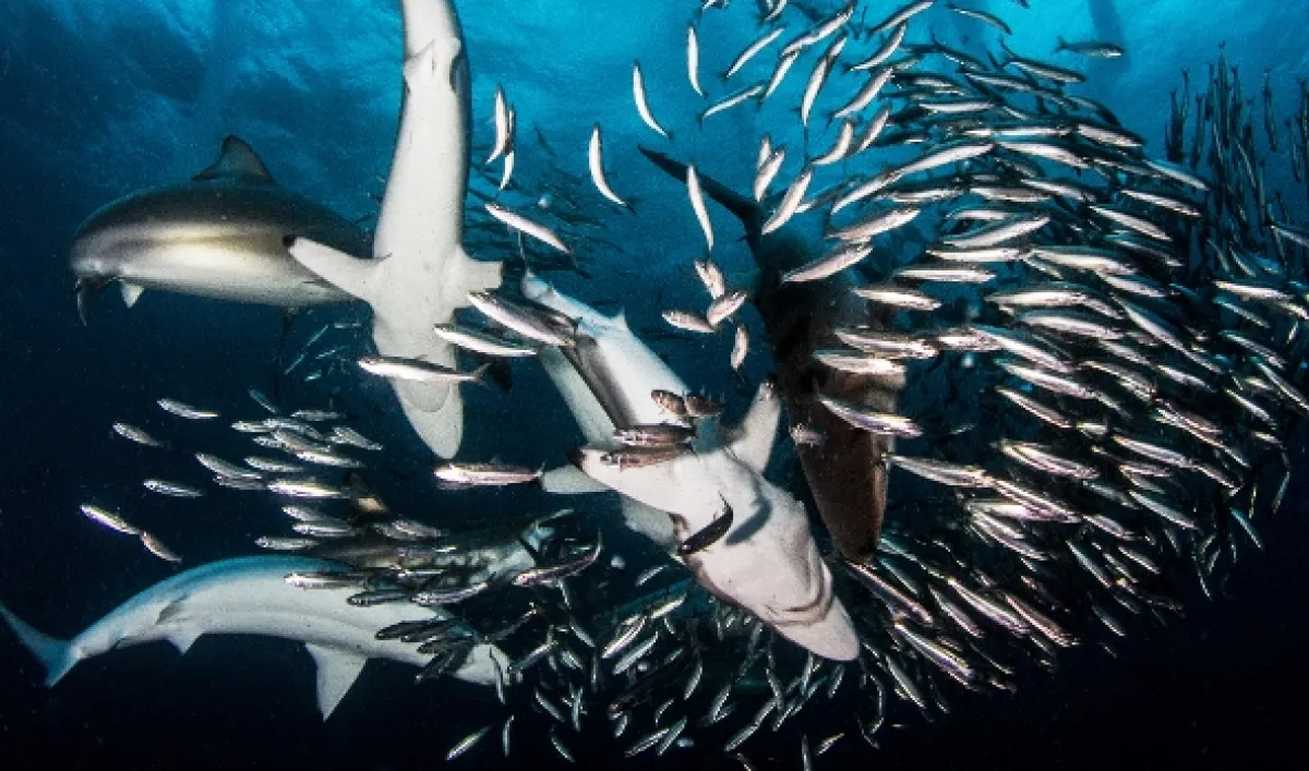Velká žraločí hostina (Great Shark Chow Down), 2019 - fotogaléria