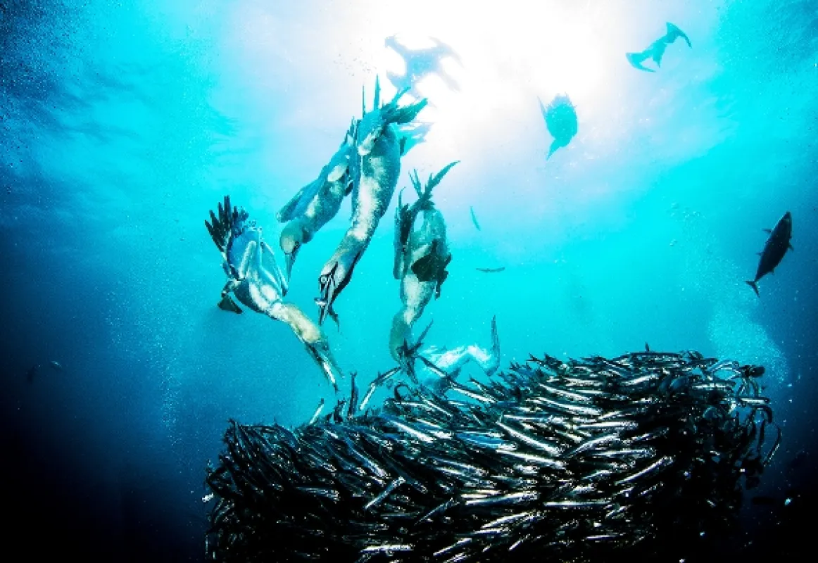 Velká žraločí hostina (Great Shark Chow Down), 2019 - fotogaléria