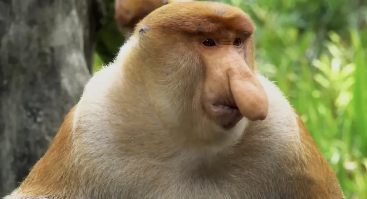 Divoké Borneo Judi Denchové (Judi Dench’s Wild Borneo Adventure), 2019 - fotogaléria