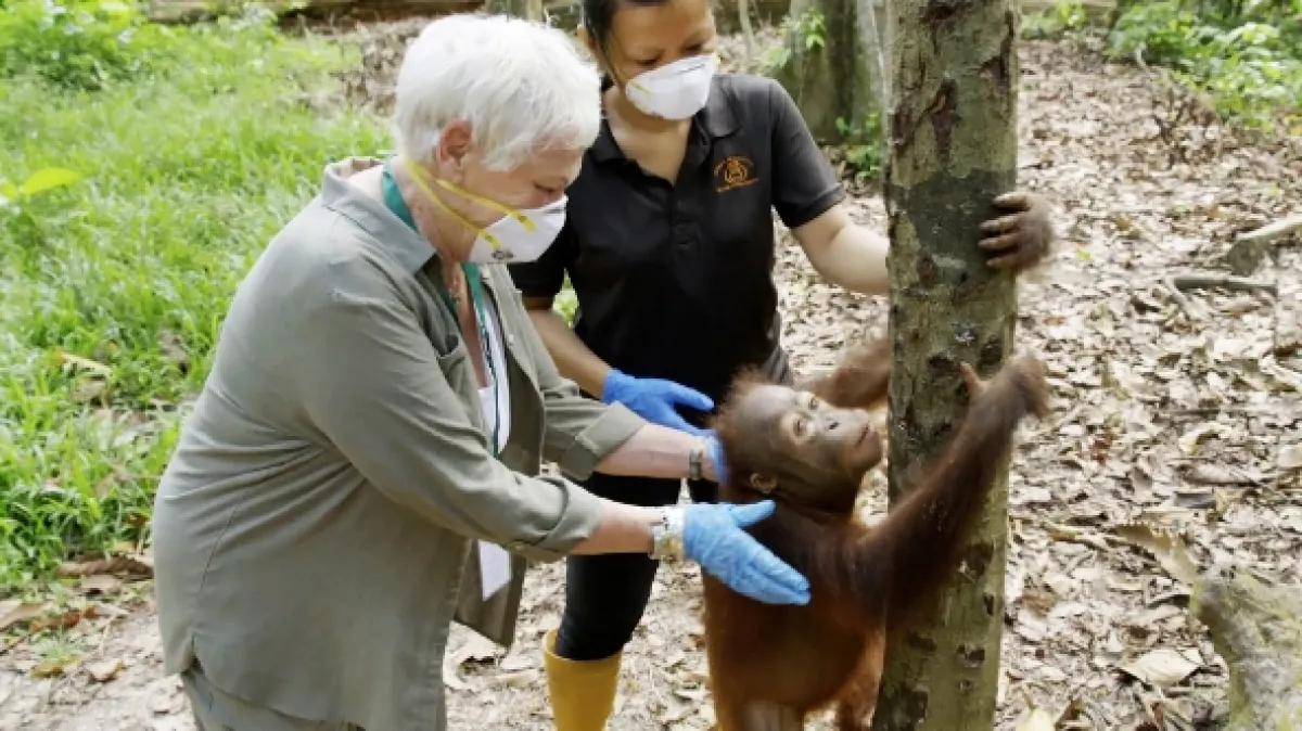 Divoké Borneo Judi Denchové (Judi Dench’s Wild Borneo Adventure), 2019 - fotogaléria