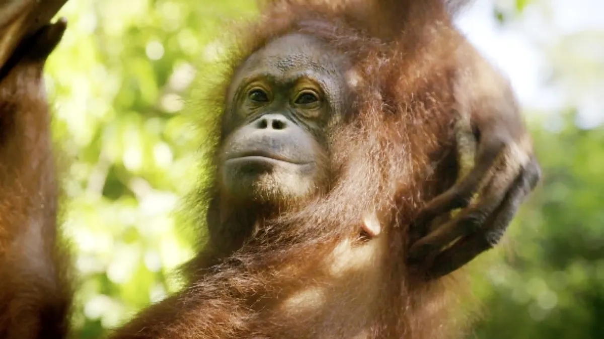 Divoké Borneo Judi Denchové (Judi Dench’s Wild Borneo Adventure), 2019 - fotogaléria
