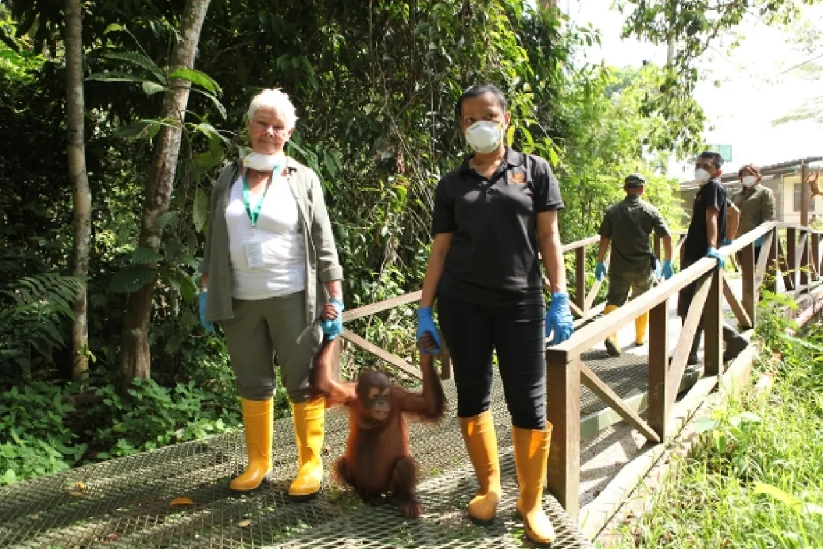 Divoké Borneo Judi Denchové (Judi Dench’s Wild Borneo Adventure), 2019 - fotogaléria