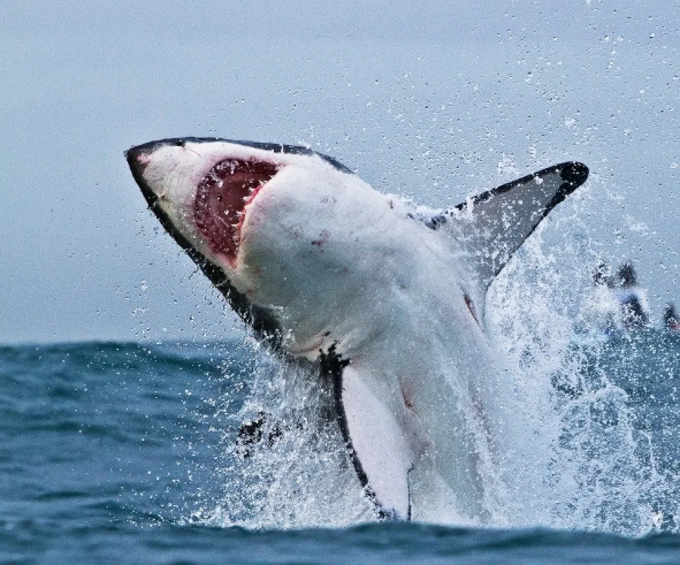 Velká žraločí hostina (Great Shark Chow Down), 2019 - fotogaléria