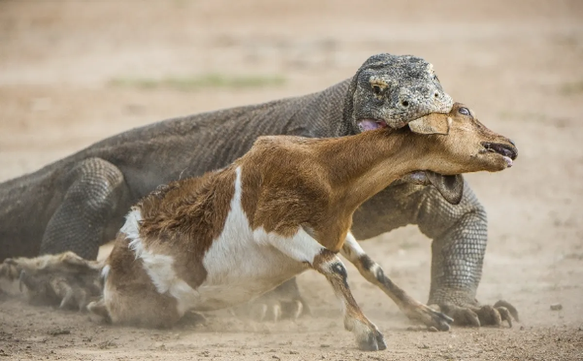 Bleskové útoky v přírodě (Nature’s Fast Attacks), 2022 - fotogaléria