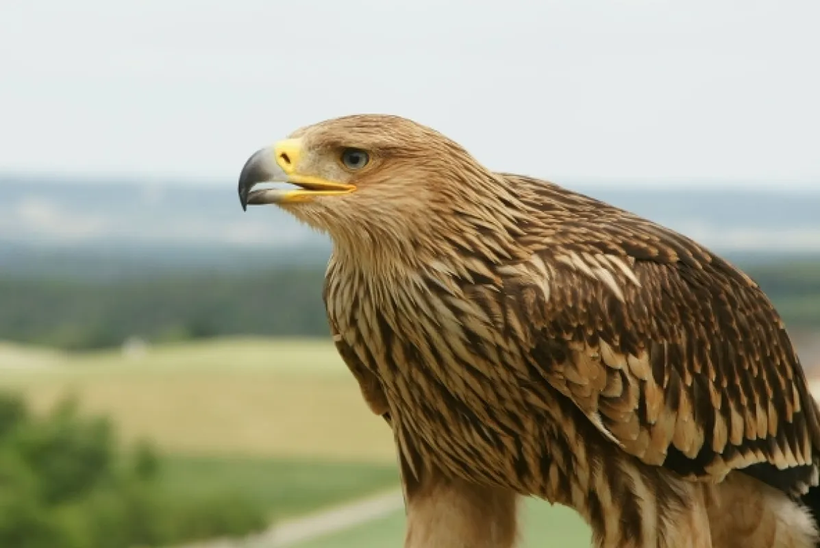 Nebeskí lovci: Jastraby, myšiaky a orly (Hunters of the Skies), 2018 - fotogaléria