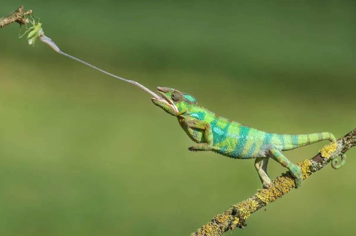 Bleskové útoky v přírodě (Nature’s Fast Attacks), 2022 - fotogaléria