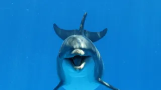 Nejpodivnější živočichové oceánů (2)