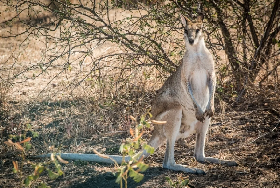 Trabantem z Austrálie do Asie, 2016 - fotogaléria