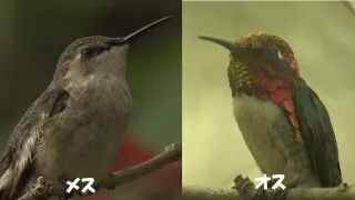 Kráľovstvo divočiny: Čmeľovec kubánsky