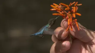 Kráľovstvo divočiny: Čmeľovec kubánsky