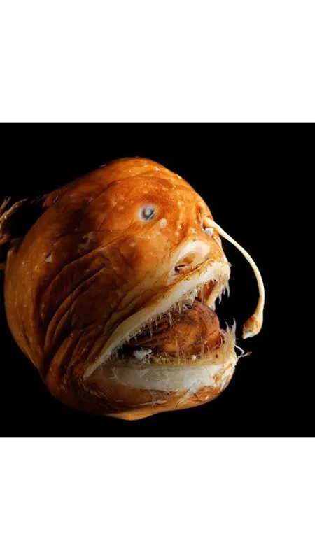 Nejpodivnější živočichové oceánů, 2022 - fotogaléria