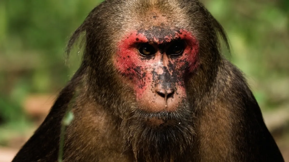 Kráľovstvo makaka medveďovitého (Kingdom of the Stump-tailed Macaques), 2020 - fotogaléria
