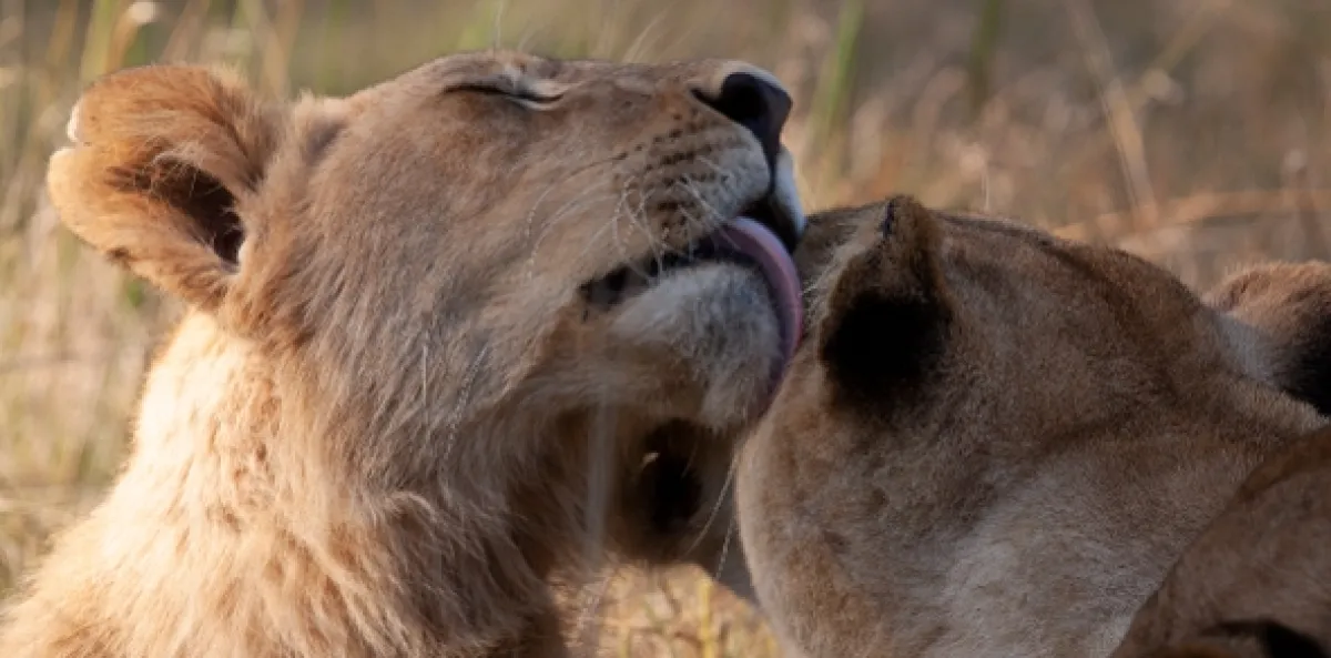 Leví bratia: Od mačiatka po kráľa (Lion Brothers: Cubs to Kings), 2020 - fotogaléria