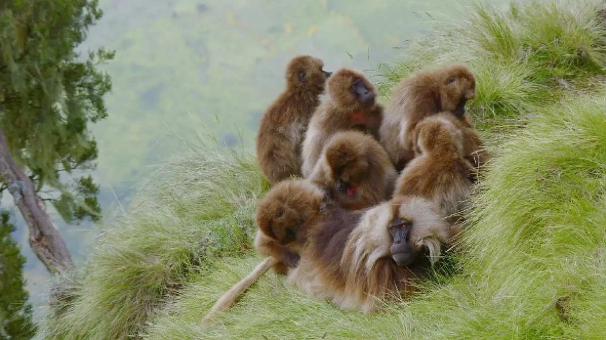 V zemi primátů (Land of Primates), 2015 - fotogaléria