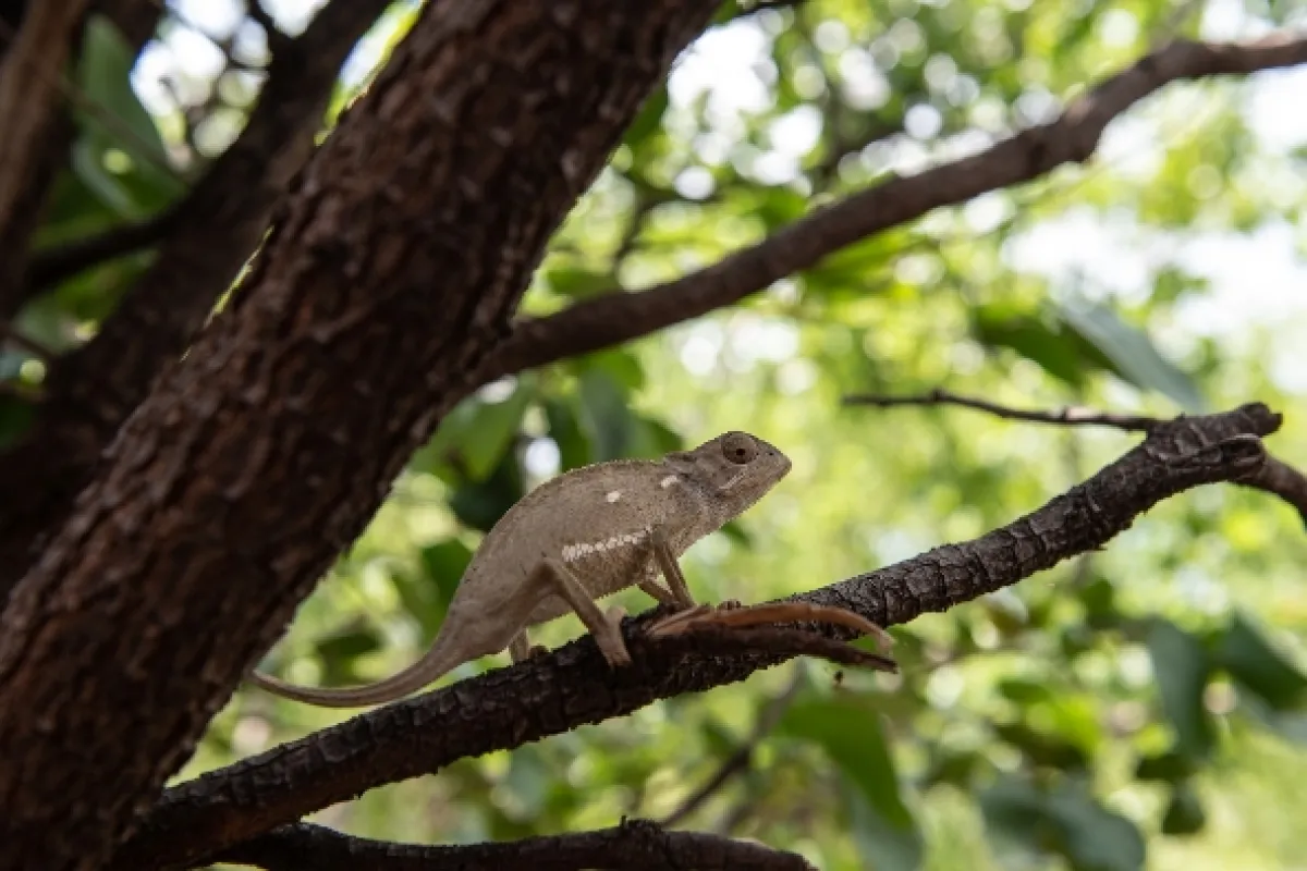 Africká abeceda, 2019 - fotogaléria
