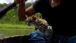 Ocelot a já