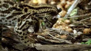 Ocelot a já