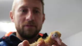 Co Čech, to chovatel