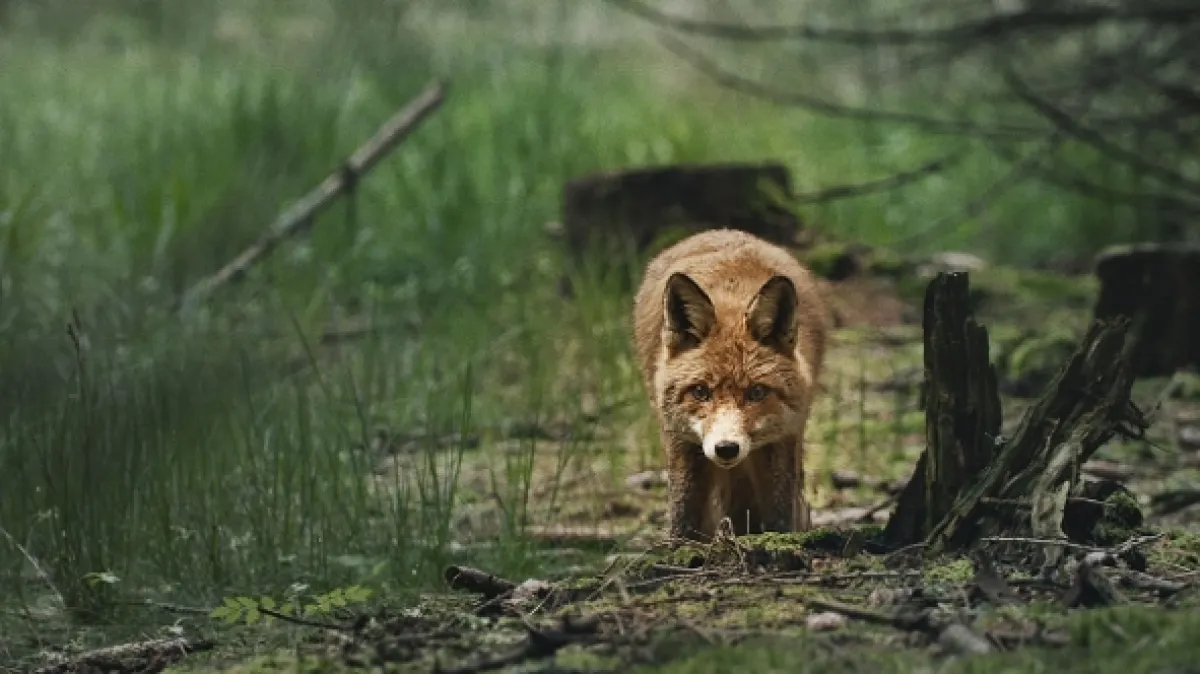 V divočině tam to žije - fotogaléria