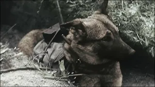 Apokalypsa: 2. světová válka (4/6)