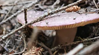 Přírodní divy Bílých Karpat (1/12)