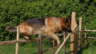 Rex felügyelő XIV (10)