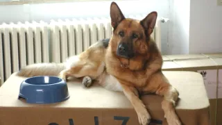Rex felügyelő XIV (11)