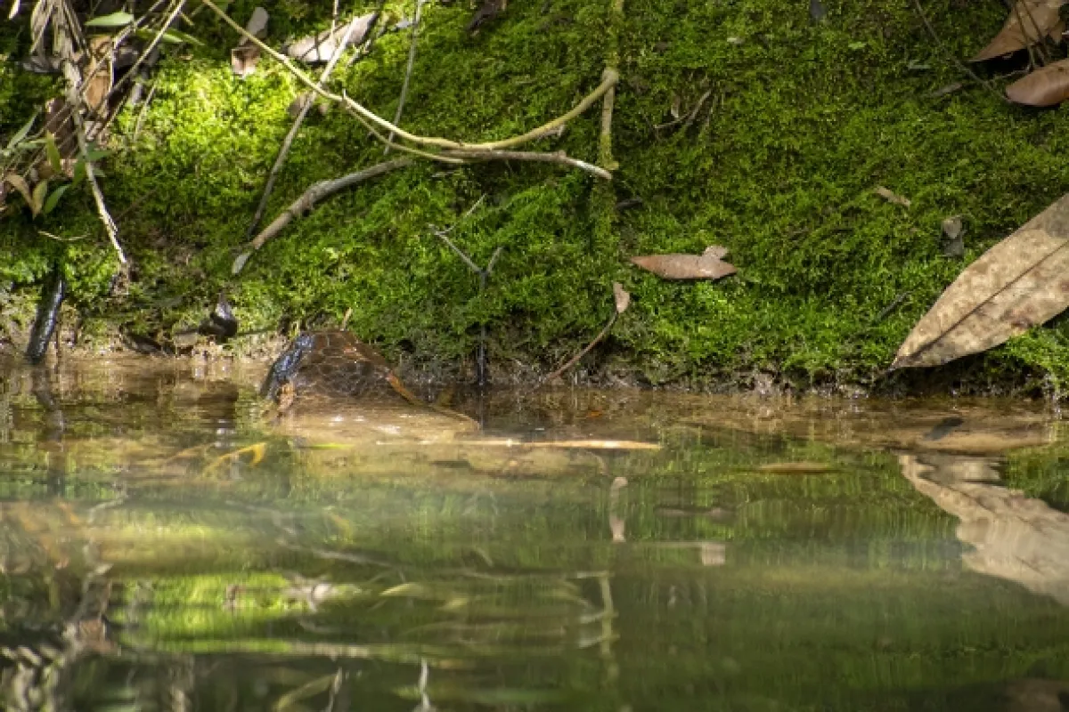 Giganti přírody - fotogaléria