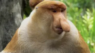 Divoké Borneo Judi Denchové (2/2)