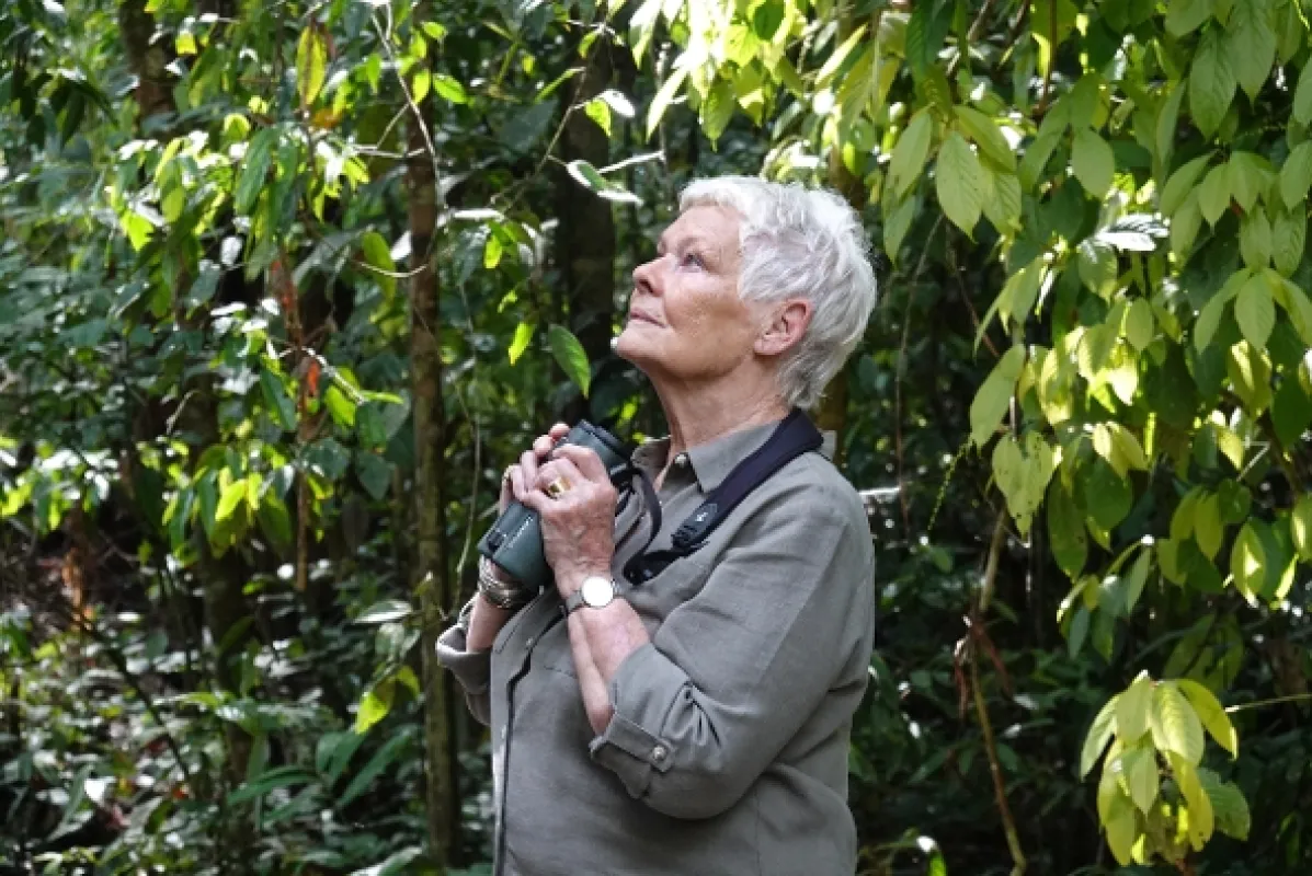 Divoké Borneo Judi Denchové (Judi Dench’s Wild Borneo Adventure), 2019 - fotogaléria