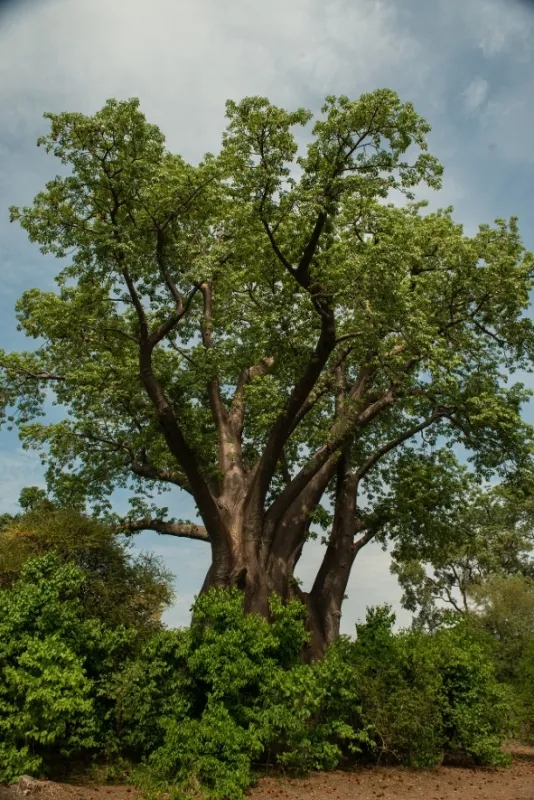 Africká abeceda, 2019 - fotogaléria
