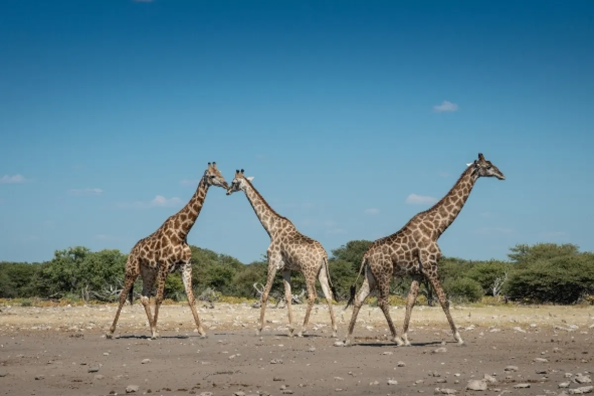 Africká abeceda, 2019 - fotogaléria