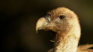 Příběhy středomořského lesa (3)