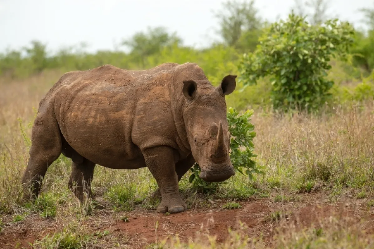 Africká abeceda, 2019 - fotogaléria