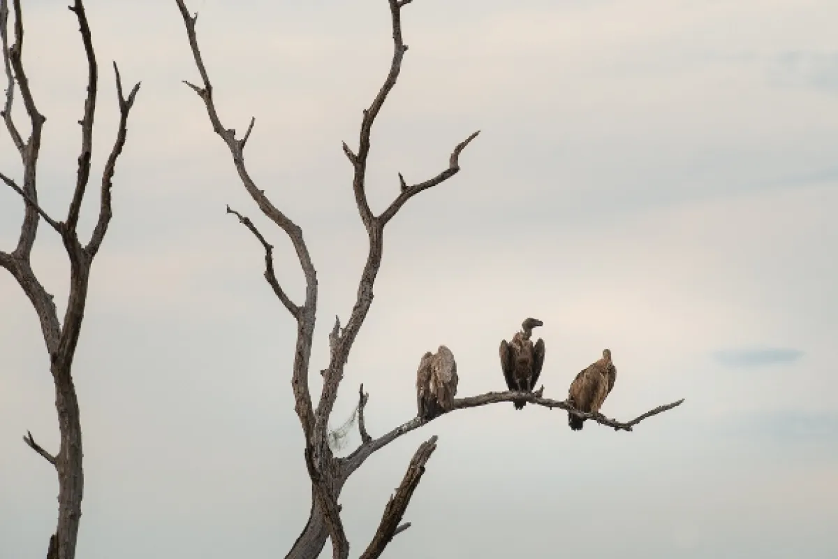 Africká abeceda, 2019 - fotogaléria