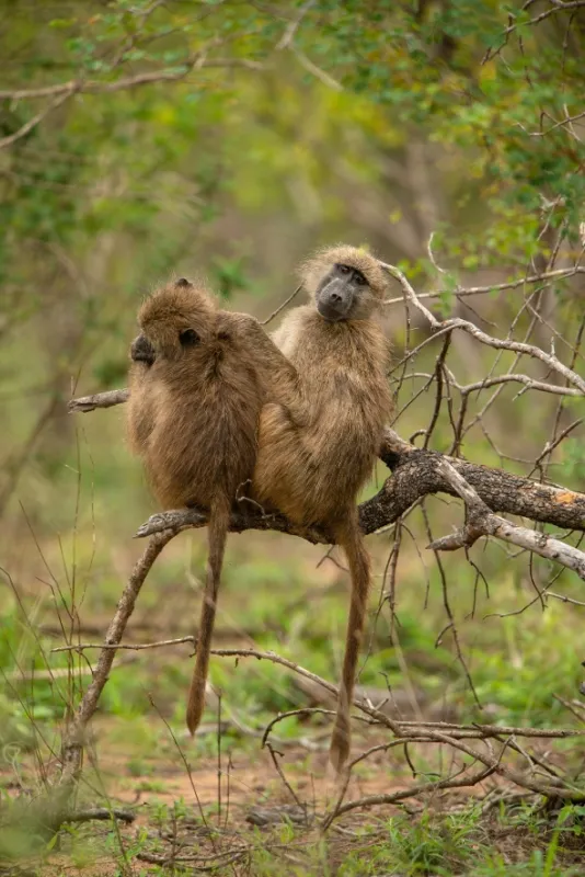 Africká abeceda, 2019 - fotogaléria