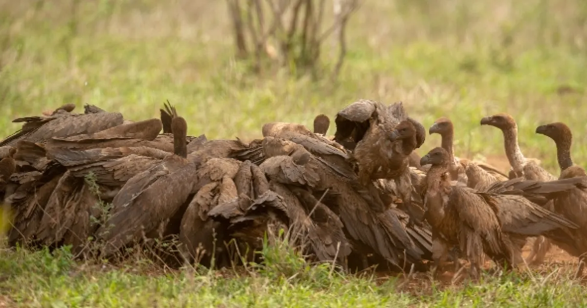 Africká abeceda, 2019 - fotogaléria