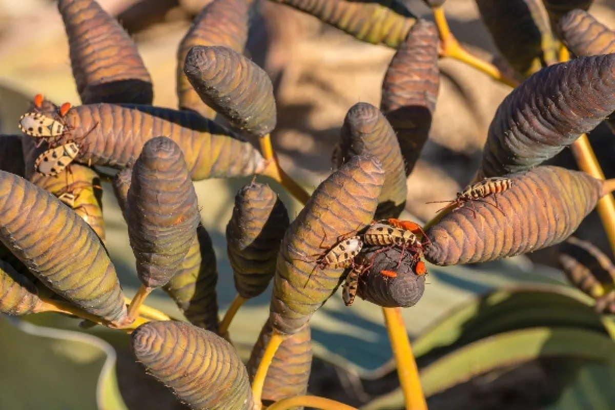 Africká abeceda, 2019 - fotogaléria