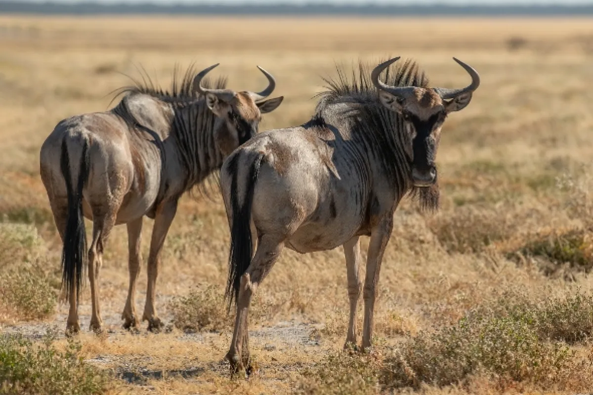 Africká abeceda, 2019 - fotogaléria
