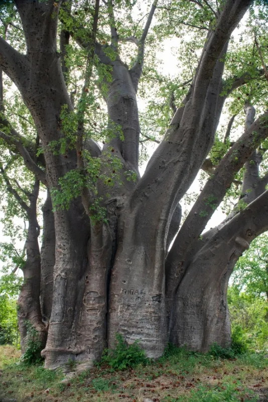 Africká abeceda, 2019 - fotogaléria