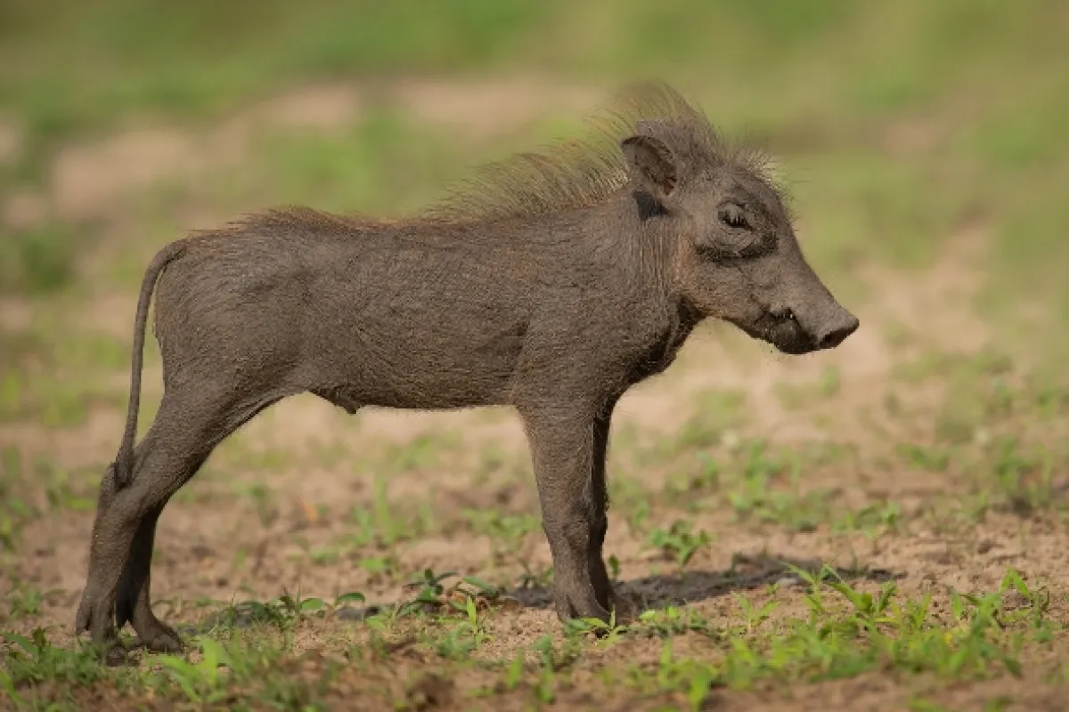 Africká abeceda, 2019 - fotogaléria
